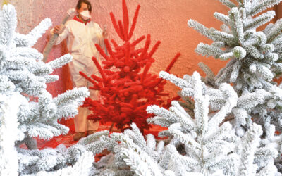 Rochefort Sapins – Sapins de Noël floqués et décoratifs